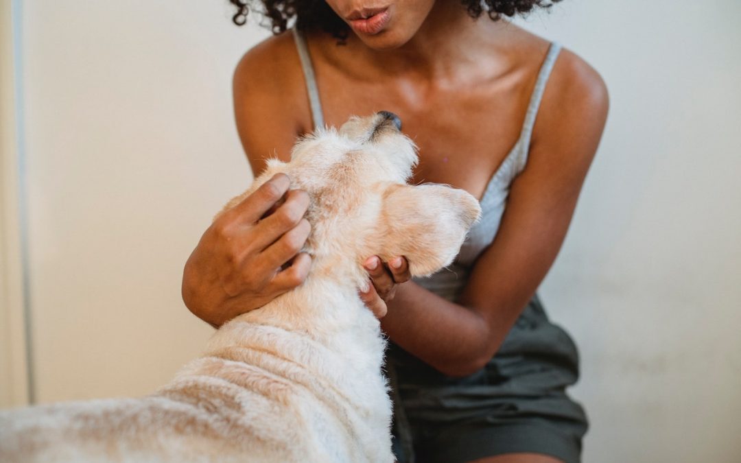 How NOT to be a Dogcatcher